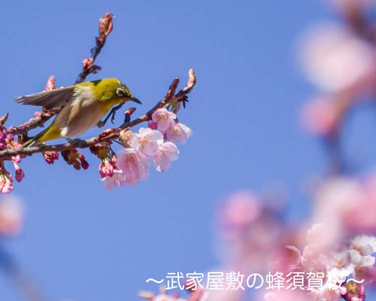 武家屋敷の蜂須賀桜